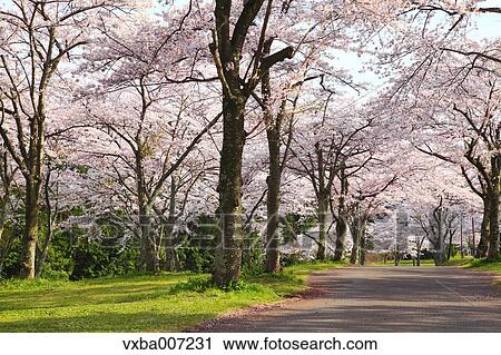 Stock Image - Cherry blossoms. Fotosearch