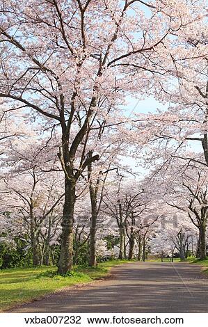 Stock Image - Cherry blossoms. Fotosearch