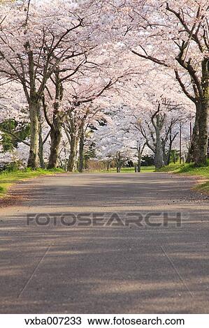 Stock Image - Cherry blossoms. Fotosearch