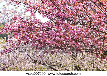 Stock Image - Cherry blossoms. Fotosearch