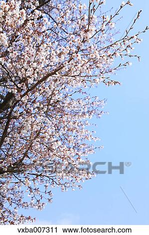Cherry blossoms View Large Photo Image Stock Image - Cherry blossoms. Fotosearch