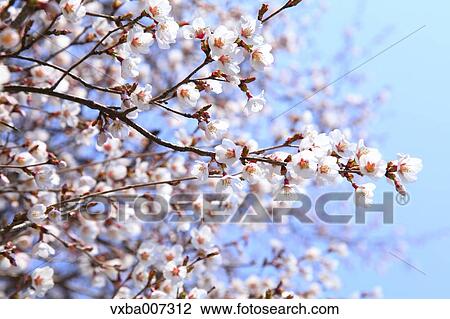 Cherry blossoms View Large Photo Image Stock Image - Cherry blossoms. Fotosearch