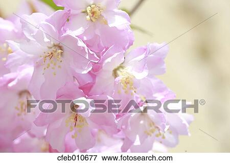 Cherry blossoms View Large Photo Image Stock Photo - Cherry blossoms. Fotosearch