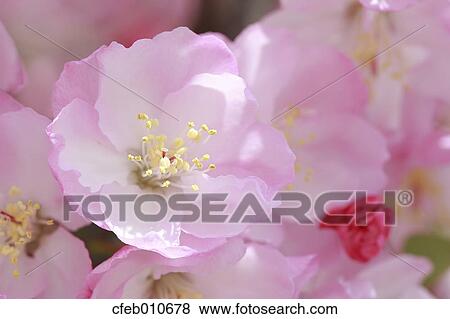 Cherry blossoms View Large Photo Image Stock Photo - Cherry blossoms. Fotosearch