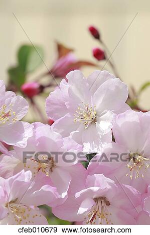 Cherry blossoms View Large Photo Image Stock Photo - Cherry blossoms. Fotosearch