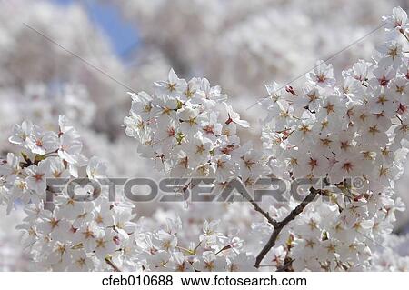 Cherry blossoms View Large Photo Image Stock Photo - Cherry blossoms. Fotosearch