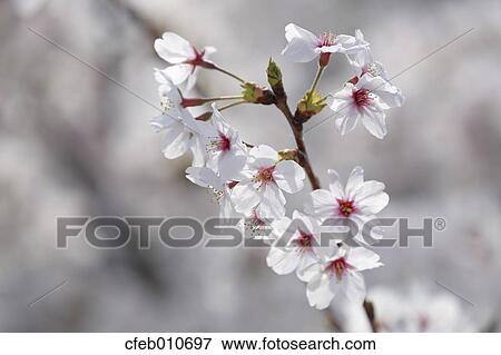 Cherry blossoms View Large Photo Image Stock Photo - Cherry blossoms. Fotosearch