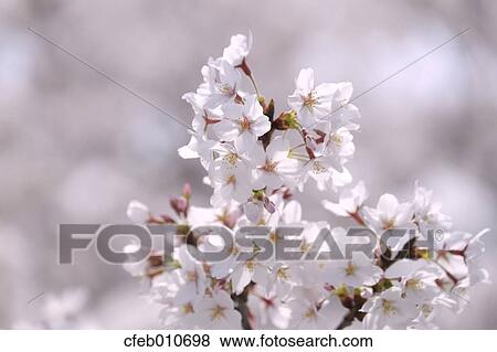 Cherry blossoms View Large Photo Image Stock Photo - Cherry blossoms. Fotosearch