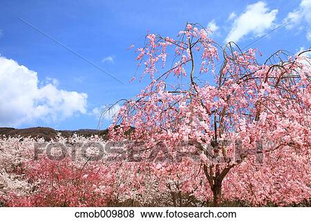 Cherry blossoms View Large Photo Image Stock Photo - Cherry blossoms. Fotosearch