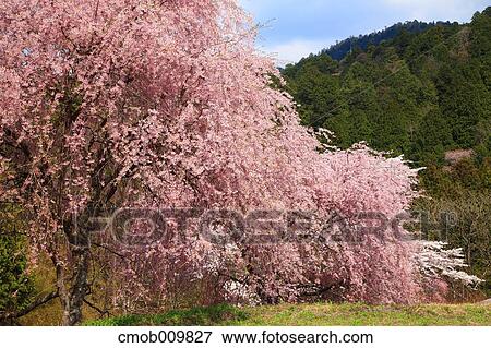 Cherry blossoms View Large Photo Image Stock Photo - Cherry blossoms. Fotosearch