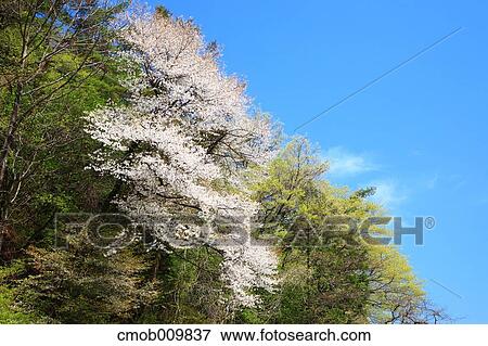 Cherry blossoms View Large Photo Image Stock Photo - Cherry blossoms. Fotosearch