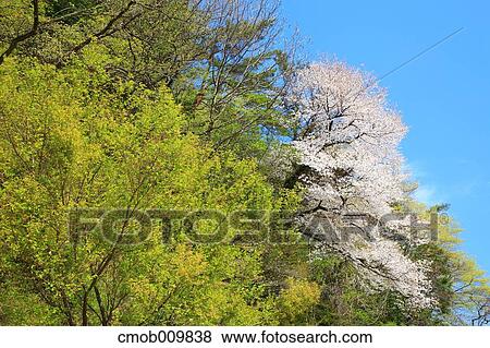 Cherry blossoms View Large Photo Image Stock Photo - Cherry blossoms. Fotosearch