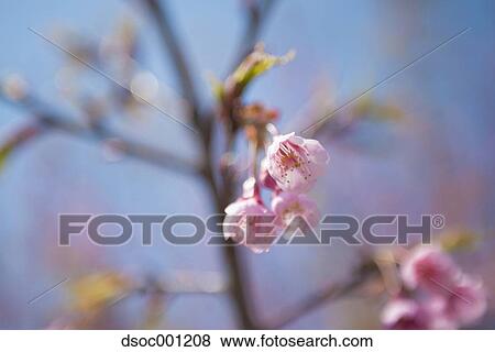 Cherry blossoms View Large Photo Image Stock Photo - Cherry blossoms. Fotosearch