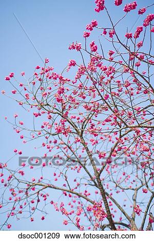 Cherry blossoms View Large Photo Image Stock Photo - Cherry blossoms. Fotosearch