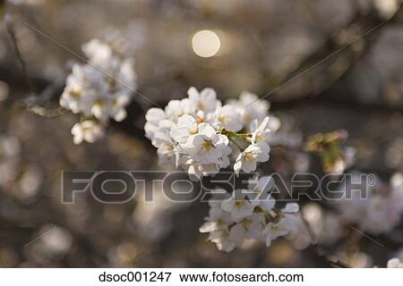 Cherry blossoms View Large Photo Image Stock Photo - Cherry blossoms. Fotosearch