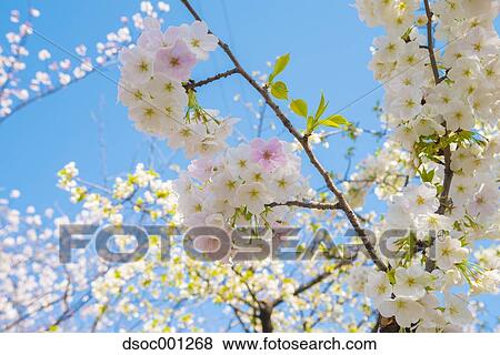 Cherry blossoms View Large Photo Image Stock Photo - Cherry blossoms. Fotosearch