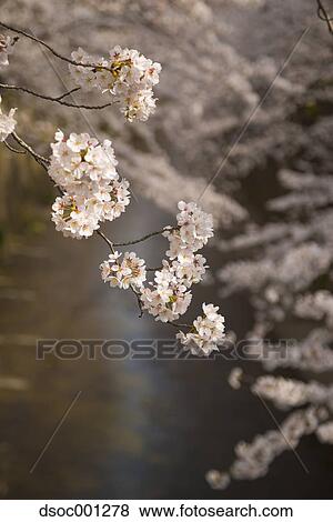Cherry blossoms View Large Photo Image Stock Photo - Cherry blossoms. Fotosearch