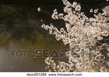 Cherry blossoms View Large Photo Image Stock Photo - Cherry blossoms. Fotosearch