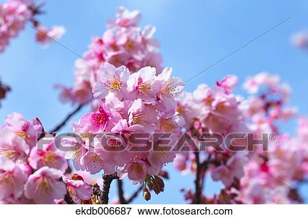 Stock Photo - Cherry blossoms. Fotosearch