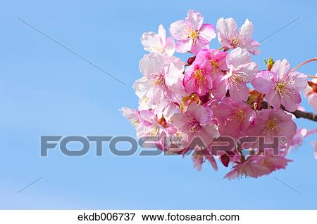 Cherry blossoms View Large Photo Image Stock Photo - Cherry blossoms. Fotosearch