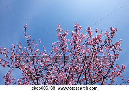 Cherry blossoms View Large Photo Image Stock Photo - Cherry blossoms. Fotosearch