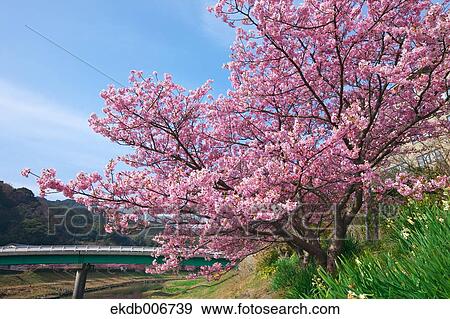Stock Photo - Cherry blossoms. Fotosearch