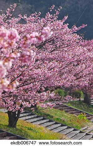 Cherry blossoms View Large Photo Image Stock Photo - Cherry blossoms. Fotosearch