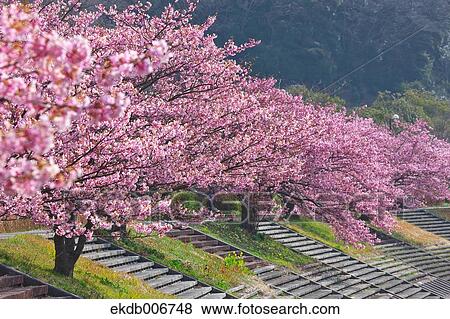 Cherry blossoms View Large Photo Image Stock Photo - Cherry blossoms. Fotosearch