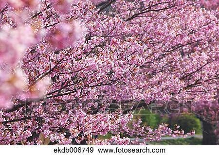 Cherry blossoms View Large Photo Image Stock Photo - Cherry blossoms. Fotosearch