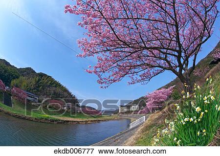 Cherry blossoms View Large Photo Image Stock Photo - Cherry blossoms. Fotosearch