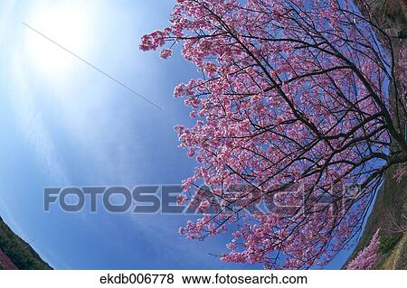 Cherry blossoms View Large Photo Image Stock Photo - Cherry blossoms. Fotosearch