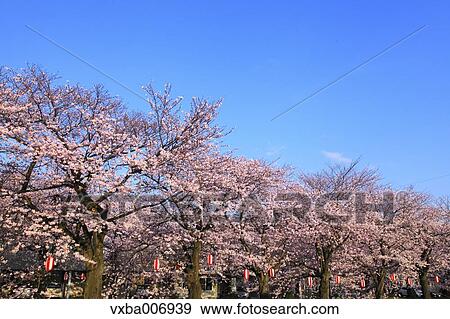 Stock Photo - Cherry blossoms. Fotosearch