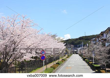 Stock Photo - Cherry blossoms. Fotosearch