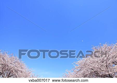 Stock Photo - Cherry blossoms. Fotosearch