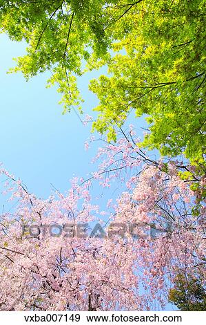 Cherry blossoms View Large Photo Image Stock Photo - Cherry blossoms. Fotosearch