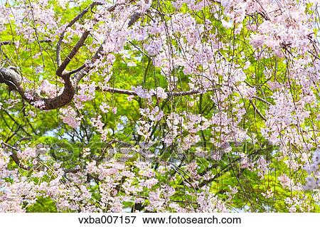 Stock Photo - Cherry blossoms. Fotosearch