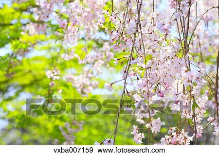 Stock Photo - Cherry blossoms. Fotosearch