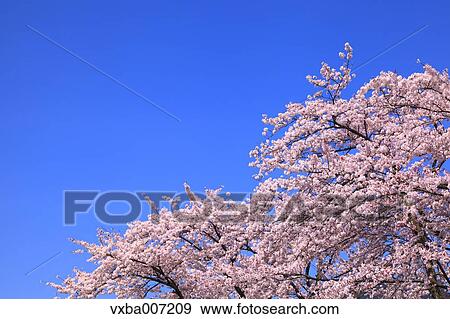 Cherry blossoms View Large Photo Image Stock Photo - Cherry blossoms. Fotosearch