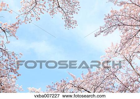 Stock Photo - Cherry blossoms. Fotosearch