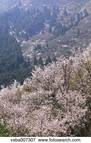 Cherry blossoms View Large Photo Image Stock Photo - Cherry blossoms. Fotosearch