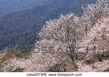 Cherry blossoms View Large Photo Image Stock Photo - Cherry blossoms. Fotosearch