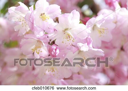 Cherry blossoms View Large Photo Image Stock Photograph - Cherry blossoms. Fotosearch