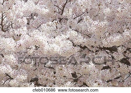 Cherry blossoms View Large Photo Image Stock Photograph - Cherry blossoms. Fotosearch