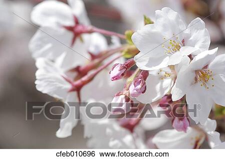 Cherry blossoms View Large Photo Image Stock Photograph - Cherry blossoms. Fotosearch