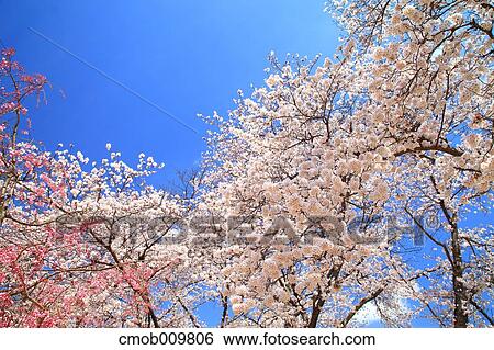 Stock Photograph - Cherry blossoms. Fotosearch