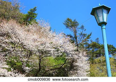 Cherry blossoms View Large Photo Image Stock Photograph - Cherry blossoms. Fotosearch