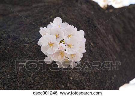 Cherry blossoms View Large Photo Image Stock Photograph - Cherry blossoms. Fotosearch