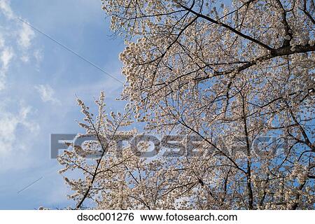 Cherry blossoms View Large Photo Image Stock Photograph - Cherry blossoms. Fotosearch