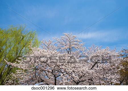 Cherry blossoms View Large Photo Image Stock Photograph - Cherry blossoms. Fotosearch