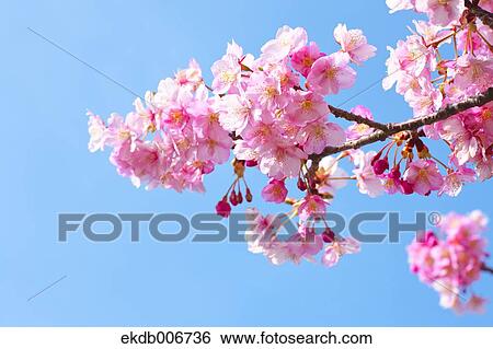 Cherry blossoms View Large Photo Image Stock Photograph - Cherry blossoms. Fotosearch